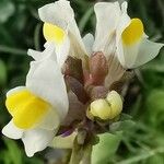 Linaria triphylla 花