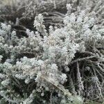 Achillea maritima Fuelha