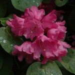 Rhododendron orbiculare Kvet