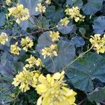 Brassica barrelieri 花