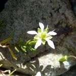 Moehringia ciliata Flower