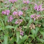 Phlomis herba-venti फूल