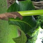 Coccoloba caracasana Hoja