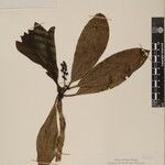 Daphniphyllum himalense Nyingine