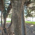 Yucca gigantea Bark