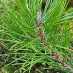 Pinus contorta Levél