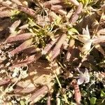 Saponaria sicula Ffrwyth