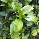 Plumbago auriculata 葉