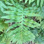 Polypodium cambricum 叶