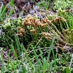 Lycopodium alpinum Цветок