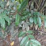 Dacryodes edulis Leaf