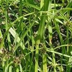 Cyperus fuscus Φύλλο