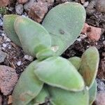 Crassula cotyledonis Hostoa