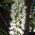 Dendrobium speciosum 花