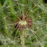 Taraxacum parnassicum Фрукт