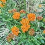 Asclepias tuberosaFlower