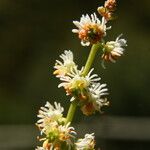 Sesamoides purpurascens 花