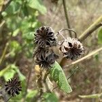 Abutilon grandifolium Frutto