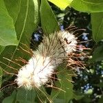 Faurea rochetiana Flower