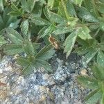 Potentilla anglica Leaf