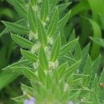 Verbena bracteata Blatt