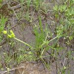 Lomatium bicolor