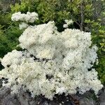 Rhododendron augustinii Hábito