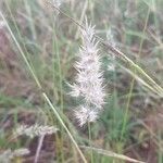 Enneapogon desvauxii Floro