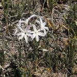 Leucocoryne alliacea Λουλούδι