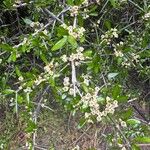 Discaria toumatou Flor