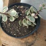 Portulacaria afra叶