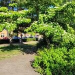 Cornus rugosa Агульны выгляд