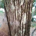 Alibertia edulis Bark