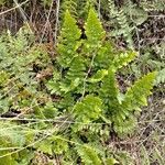 Dryopteris cristata Leaf