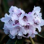 Rhododendron fulvum Květ