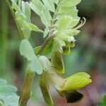 Vicia melanops Other