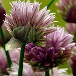 Allium schoenoprasum Flor