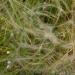 Stipa pennata 果