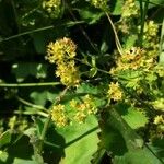 Alchemilla glabra Συνήθη χαρακτηριστικά