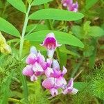 Lathyrus linifolius Flor