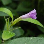 Ruellia humilis Flower