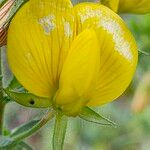 Ononis natrix 花