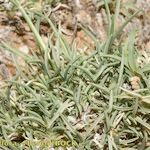 Stipagrostis ciliata Libunga