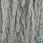 Tilia mandshurica 樹皮
