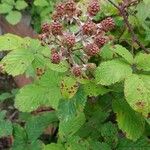 Rubus fruticosus Frucht