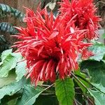 Aphelandra arborea Çiçek