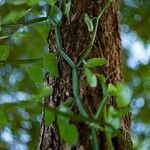 Cissus quadrangularis Folla