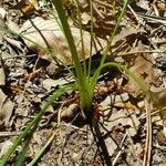 Scorzonera purpurea Fuelha