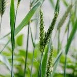 Triticum aestivum Агульны выгляд