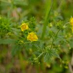 Potentilla intermedia Leaf